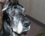 Rich's dog Harley